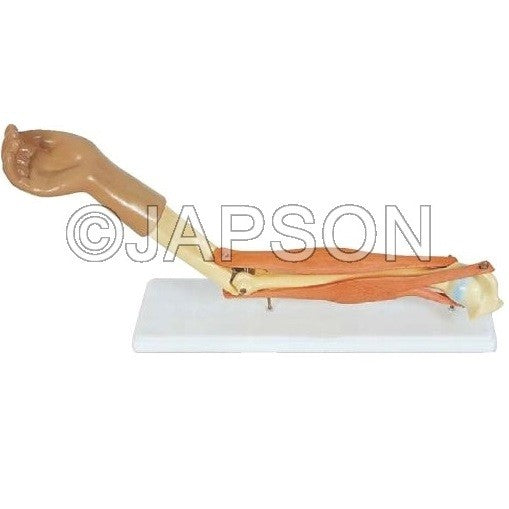 Human Elbow Joint Model, Functional Human Elbow Joint Model, Functional